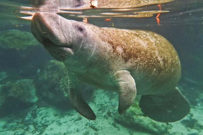 Manatee Snorkeling Adventure Tour with Lunch & Hotel Pickup - Lunch is simple, practical, and welcome