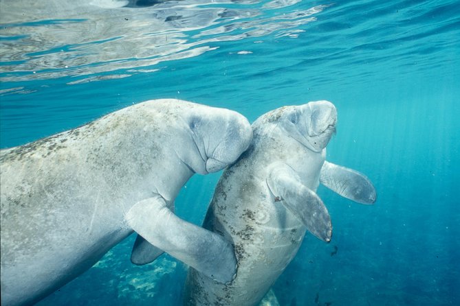 Manatee Snorkeling Adventure Tour with Lunch & Hotel Pickup - The Withlacoochee airboat ride adds some fun