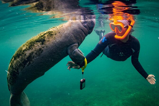 Manatee Snorkeling Adventure Tour with Lunch & Hotel Pickup - The ride from Orlando is a major part of the value