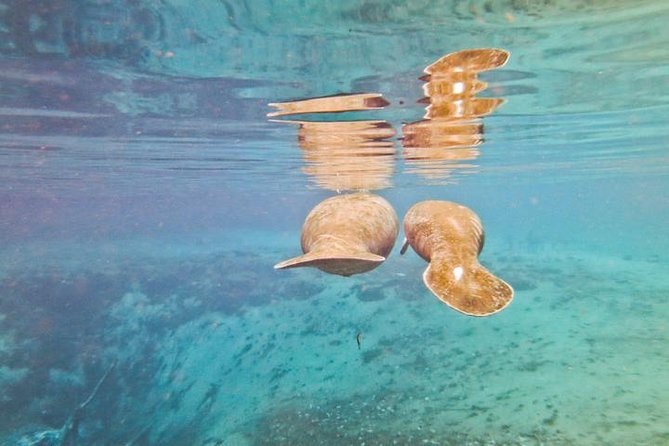 Manatee Snorkeling Adventure Tour with Lunch & Hotel Pickup - Is $169 a fair price?