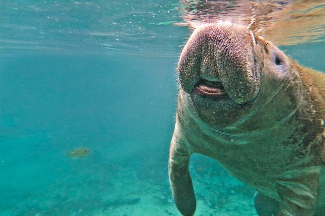 Manatee Snorkeling Adventure Tour with Lunch & Hotel Pickup - Small details that make the day easier