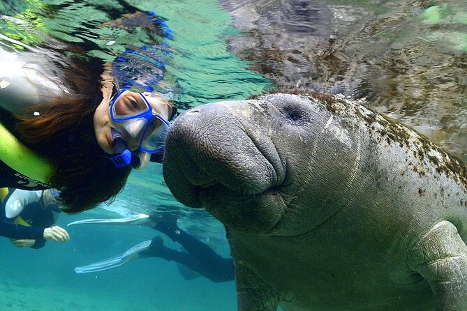 Manatee Snorkeling Adventure Tour with Lunch & Hotel Pickup - What the manatee swim is really like