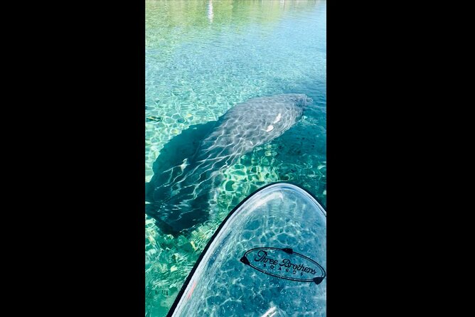 Manatees, Monkeys and Florida Natural Spring Adventure Tour - Quick points before you book
