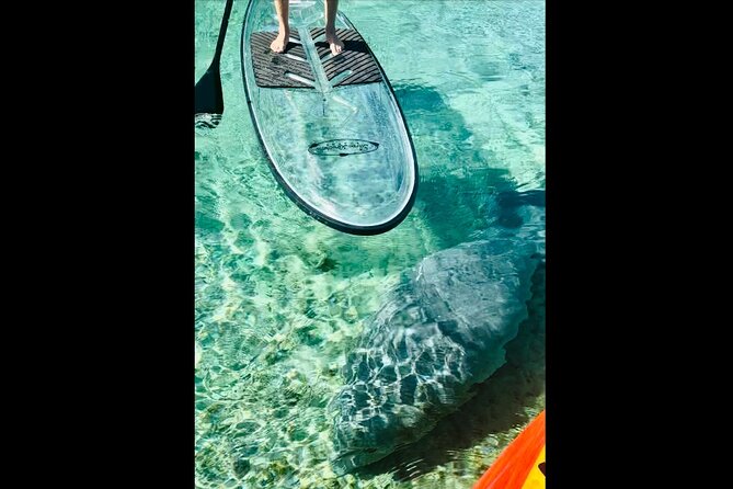 Manatees, Monkeys and Florida Natural Spring Adventure Tour - Paddling beneath oak and cypress trees