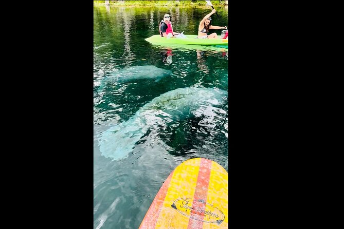 Manatees, Monkeys and Florida Natural Spring Adventure Tour - Manatee viewing on the Silver Springs River