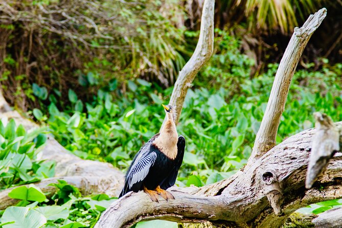 Manatees, Monkeys and Florida Natural Spring Adventure Tour - What the $75 price buys you