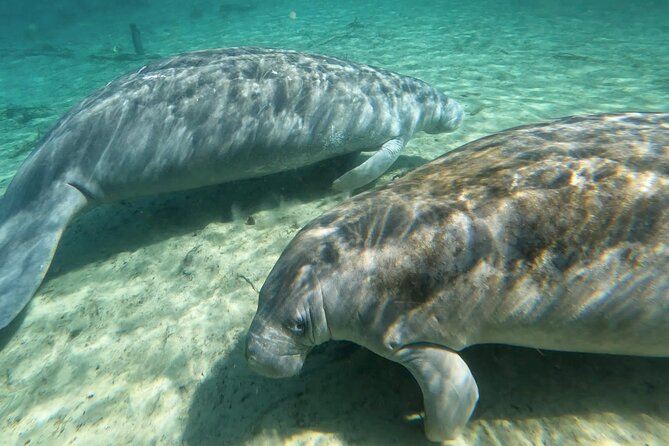 Manatees, Monkeys and Florida Natural Spring Adventure Tour - Learning the basics before you paddle