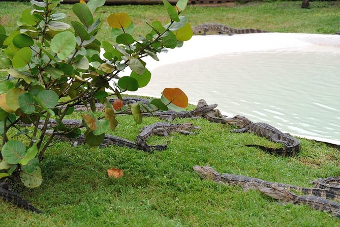 One-Hour Airboat Ride Near Orlando - Why the captain makes a difference