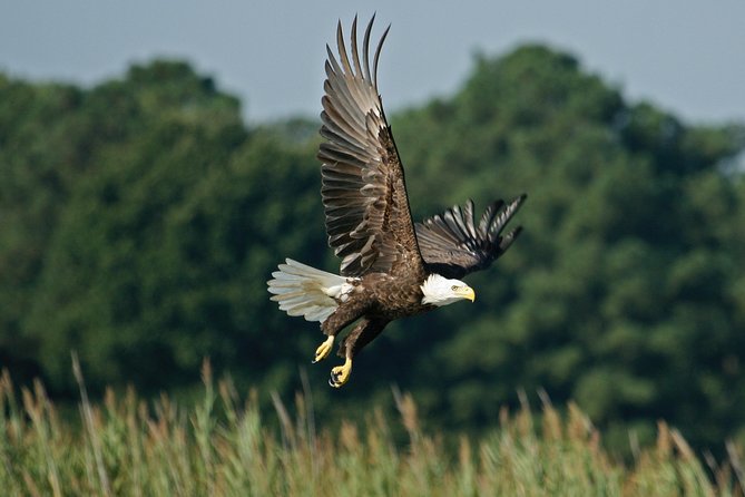 One-Hour Airboat Ride Near Orlando - Alligators, birds, and the surprise of open water