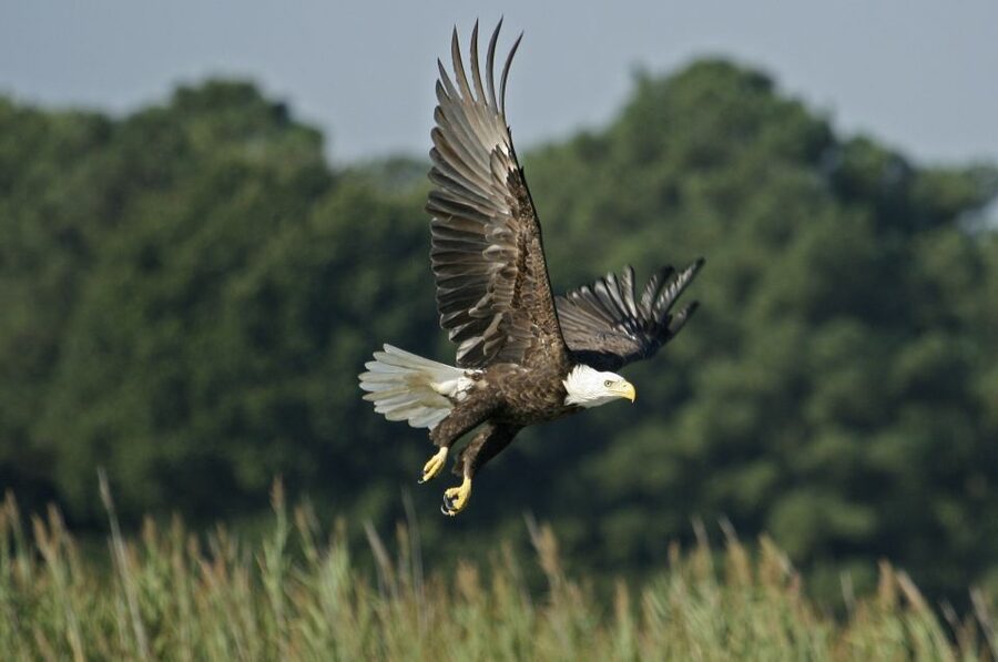 Orlando: Airboat Ride Tour with Hotel Pickup - Looking for alligators and native birds