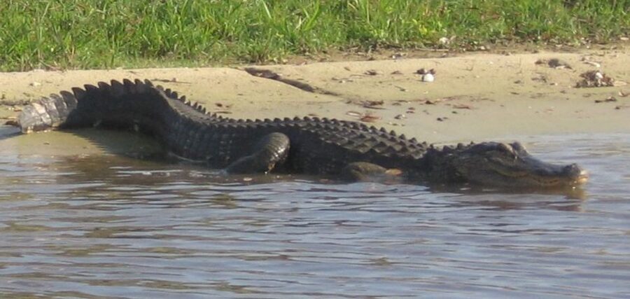 Orlando: Airboat Ride Tour with Hotel Pickup - What the 30-minute airboat ride is really like