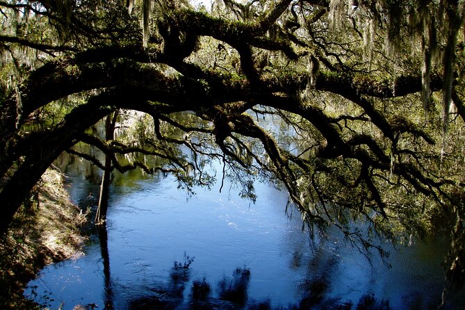 Orlando Alligator Experience - Riverside lunch and the option of a swim