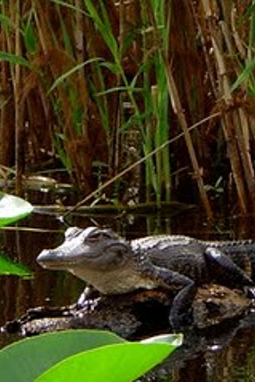 Orlando Alligator Experience: Day-Trip From Orlando - A wild river surprisingly close to Orlando