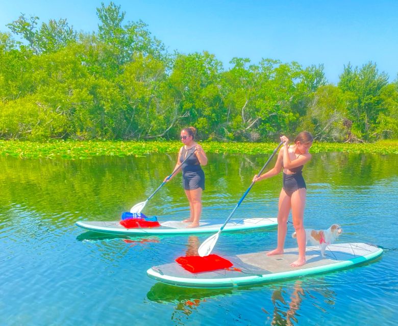 Orlando: Clear Kayak and Paddleboard 2-Hour Rental - Wildlife on an urban lake
