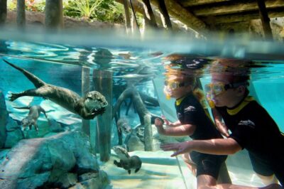 Discovery Cove Admission Ticket & Additional Parks
