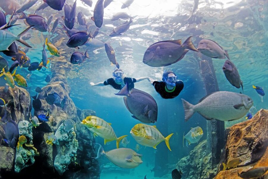 Orlando: Discovery Cove Admission Ticket & Additional Parks - Serenity Bay for a Quieter Afternoon