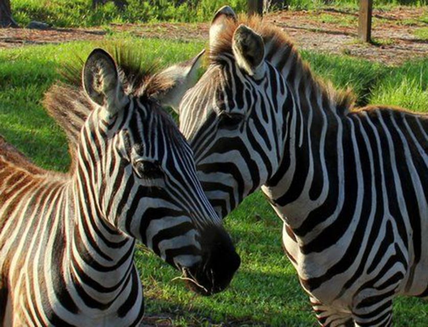 Orlando: Everglades Airboat Ride and Wildlife Park Ticket - What the $36 Wild Florida ticket actually gives you