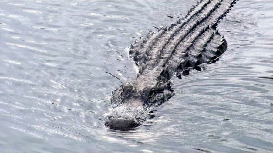 Orlando: Everglades Airboat Ride and Wildlife Park Ticket - Why the guide can make or break the boat trip