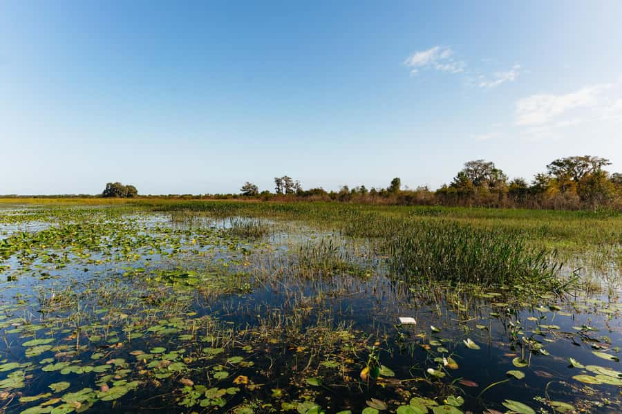 Orlando: Florida Everglades Wildlife Airboat Tour - Should you book the Marsh Landing Adventures tour?