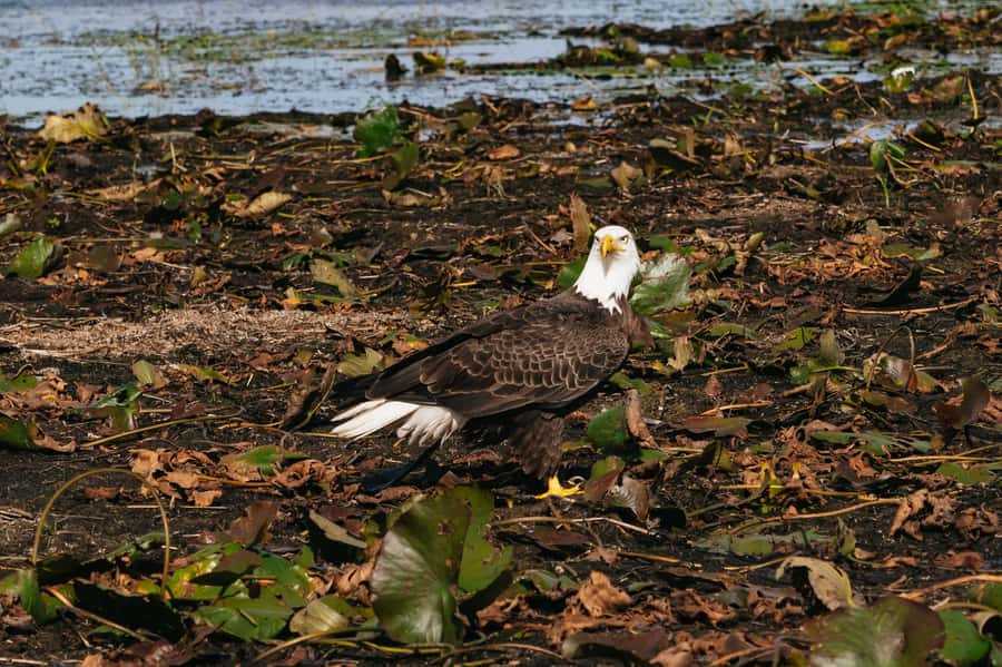 Orlando: Florida Everglades Wildlife Airboat Tour - Leaving Orlando behind on a 90-minute airboat ride