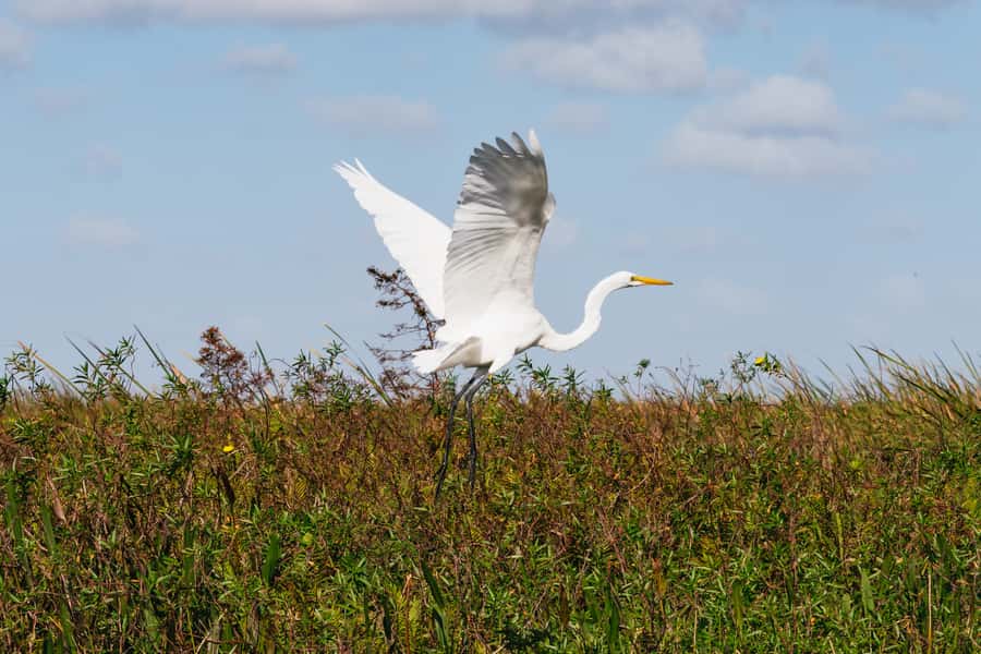Orlando: Florida Everglades Wildlife Airboat Tour - Who will enjoy this Orlando nature trip