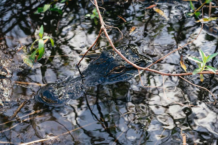 Orlando: Florida Everglades Wildlife Airboat Tour - The creek where the Everglades starts