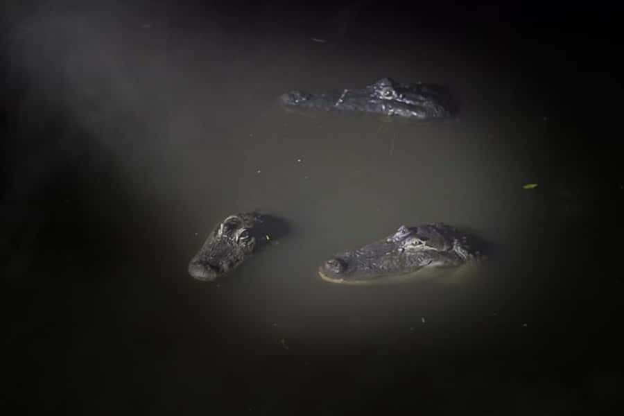 Orlando: Gatorland Flashlight Tour at Night - Walking the wooden paths into the breeding marsh