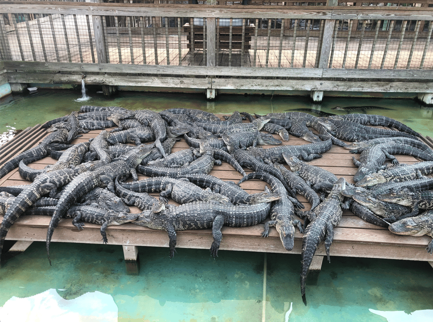 Orlando: Gatorland Zipline Adventure w/ Full-Day Park Access - What the 90-minute schedule really means