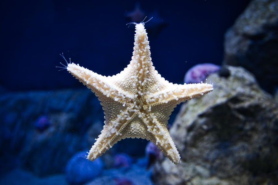 Orlando: Madame Tussauds and SEA LIFE Aquarium Combo Ticket - Walking through the 360-degree ocean tunnel