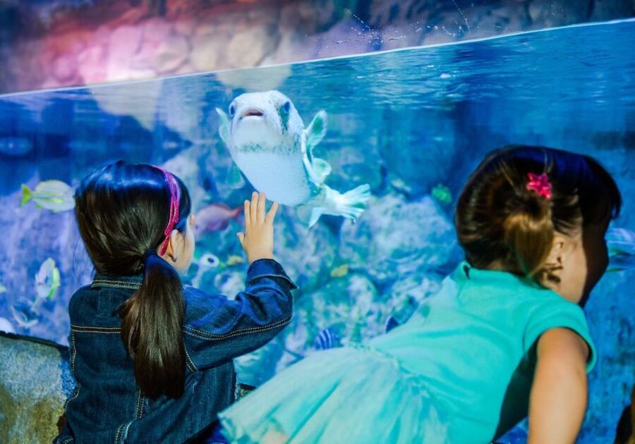 Orlando: SEA LIFE Orlando Aquarium - The 360-degree tunnel is the aquarium’s main event