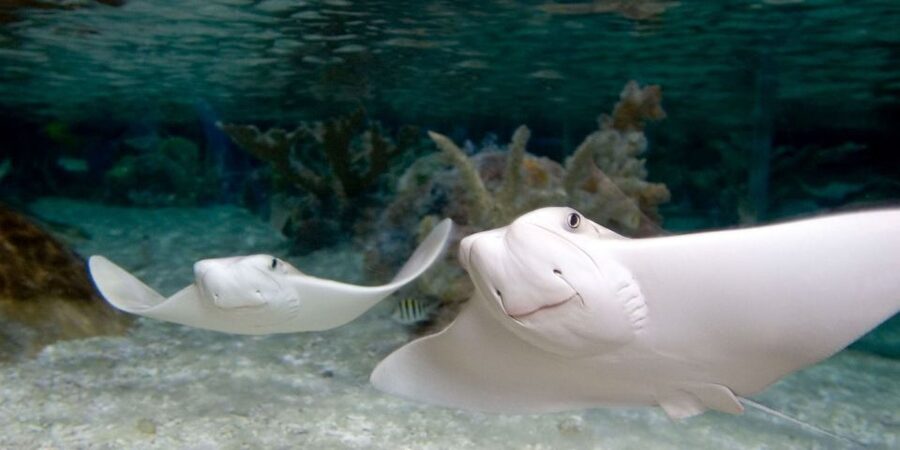 Orlando: SEA LIFE Orlando Aquarium - Ted and Chely give the visit a personal focus