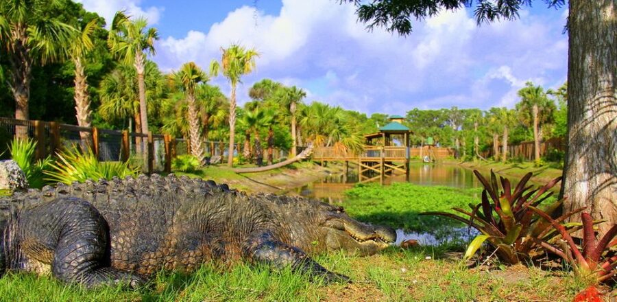 Orlando: Wild Florida Park Ticket and Gator Shows - The live alligator demonstration
