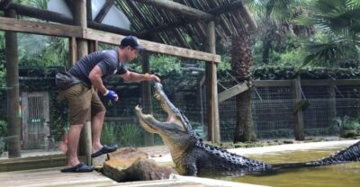 Wild Florida Park Ticket and Gator Shows