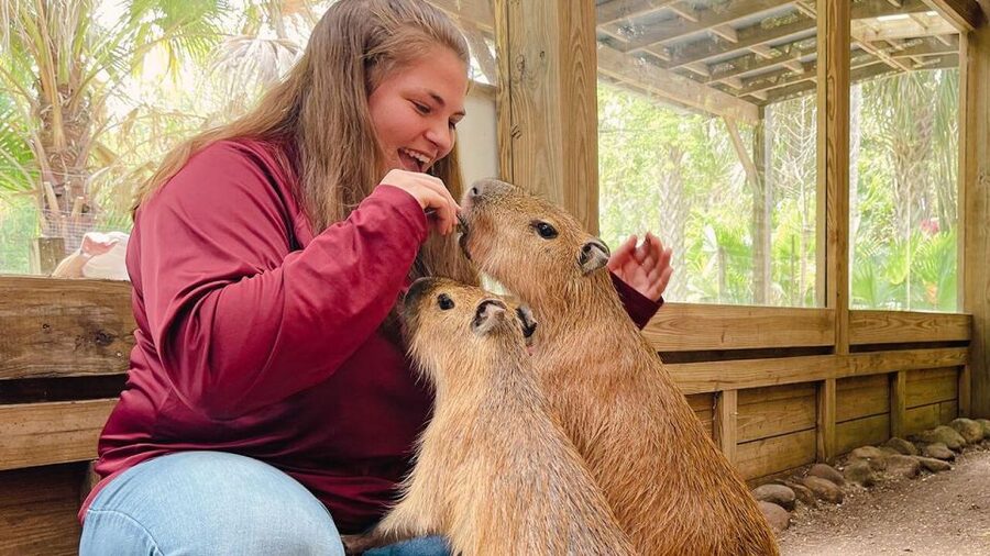 Orlando: Wild Florida Park Ticket and Gator Shows - Tropical birds, the gift shop, and barbecue