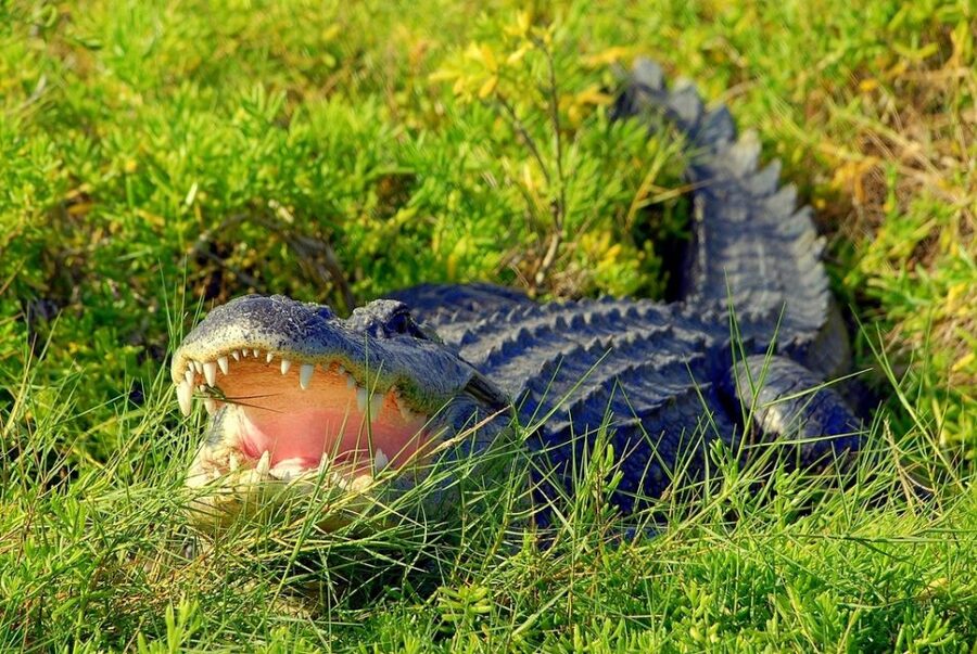 Orlando: Wild Florida Park Ticket and Gator Shows - Practical planning for a smooth visit