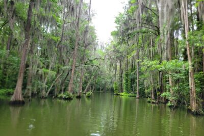 Scenic Half-Day Kayak or Paddleboard Rental – Dora Canal
