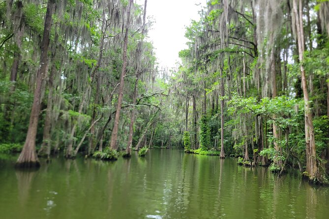 Scenic Half-Day Kayak or Paddleboard Rental – Dora Canal - Choosing between a kayak and paddleboard