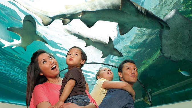 SEA LIFE Orlando Aquarium Admission Ticket at ICON Park - A Small Aquarium With a Strong Family Focus