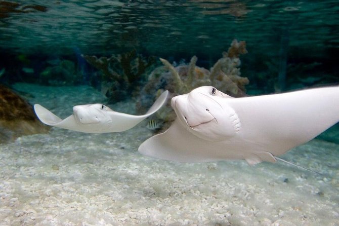 SEA LIFE Orlando Aquarium Admission Ticket at ICON Park - Is the $31.94 Ticket Good Value?