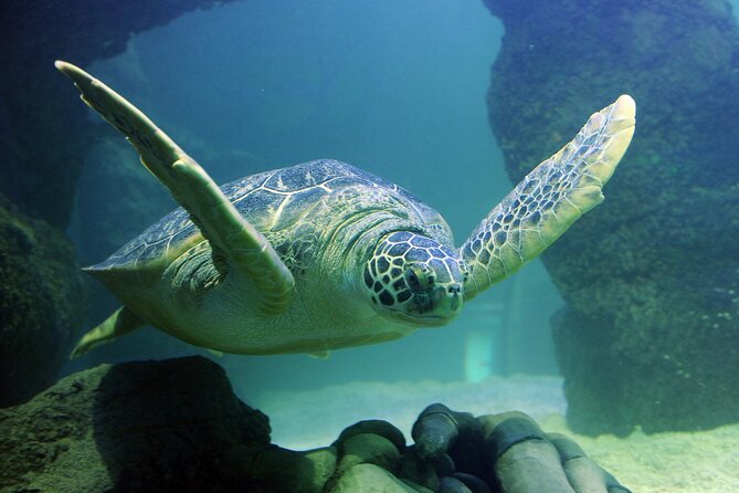 SEA LIFE Orlando Aquarium Admission Ticket at ICON Park - Adding Madame Tussauds Orlando