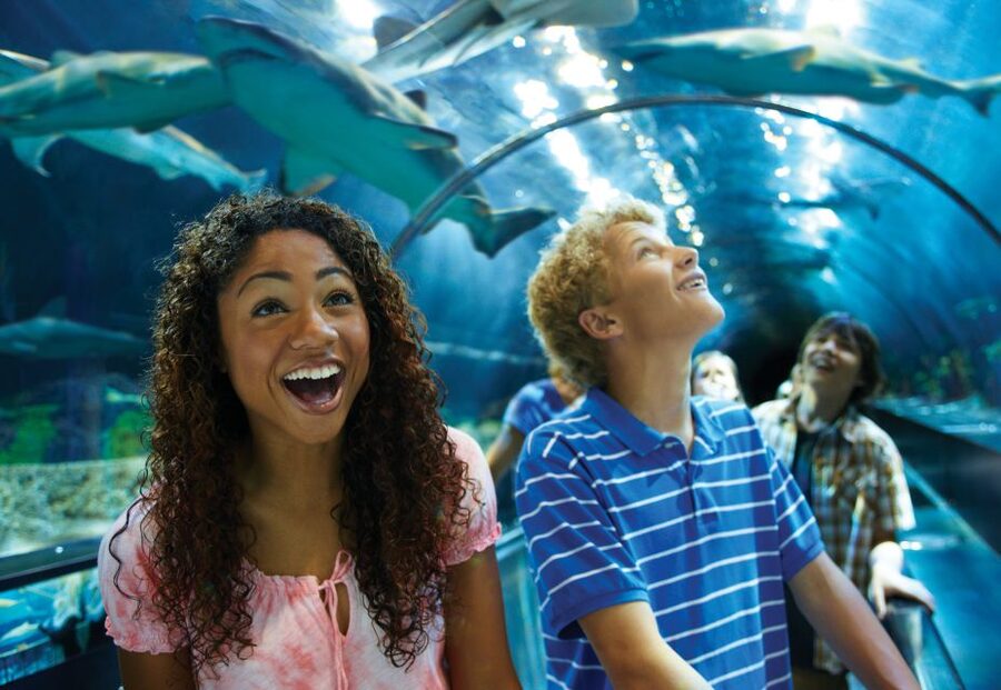 SeaWorld Orlando: Park Admission Ticket - SeaWorld Orlando is more than a marine park