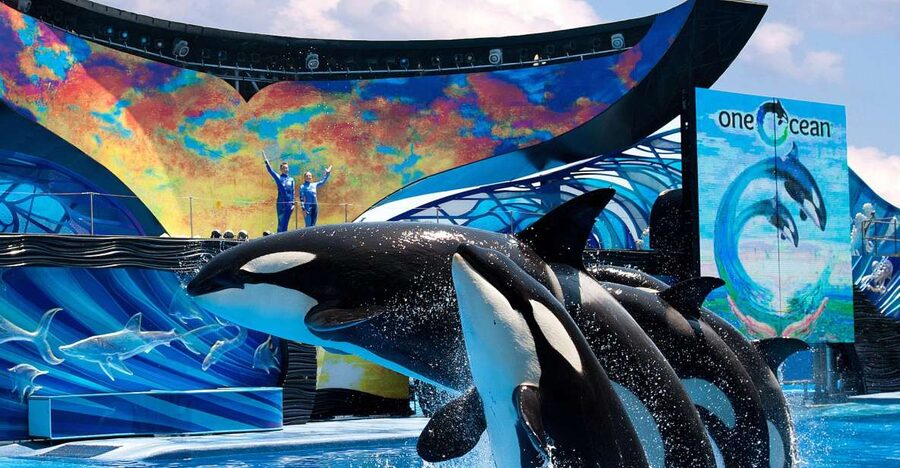 SeaWorld Orlando: Park Admission Ticket - Penguin Trek adds a family-friendly Antarctica trip
