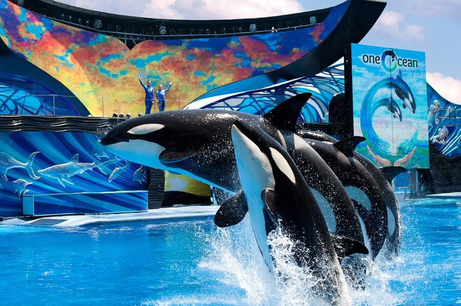 SeaWorld Orlando: Park Admission Ticket - Heat, queues, and practical comfort