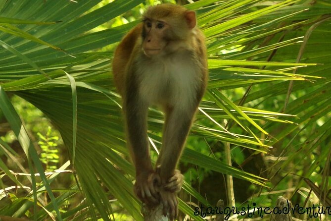 Silver Springs Clear Kayak Manatee, Monkey & Wildlife Adventures - Why Silver Springs works so well from a clear kayak