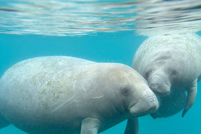 Silver Springs Clear Kayak Manatee, Monkey & Wildlife Adventures - Price, timing, and the Orlando day-trip question