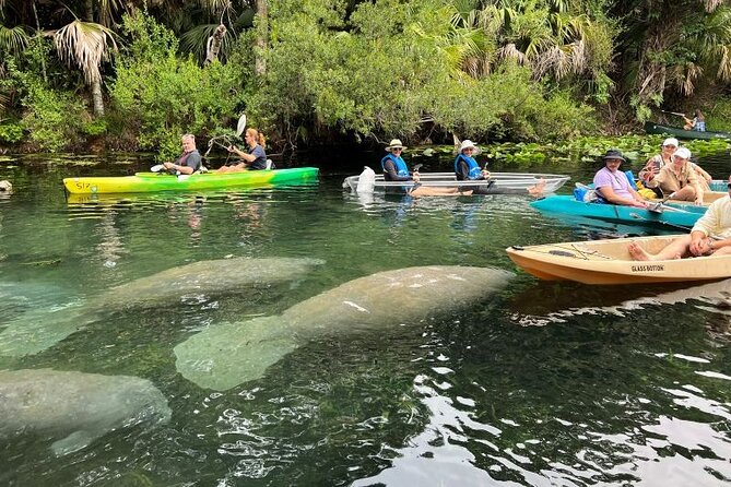 Silver Springs Clear Kayak Manatee, Monkey & Wildlife Adventures - Who will enjoy this, and who may not
