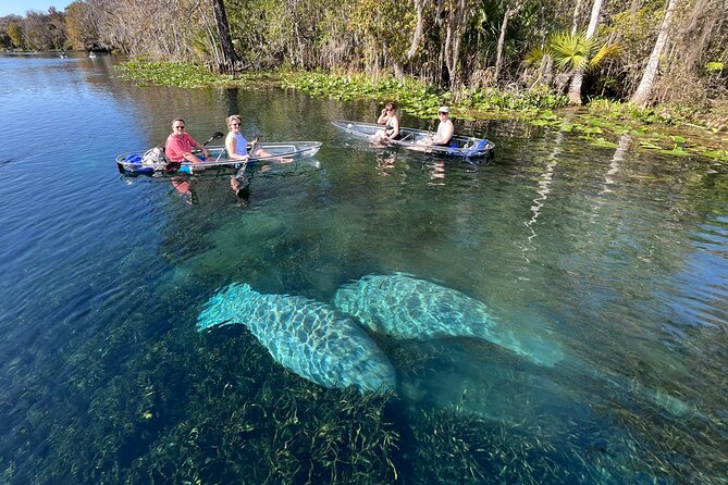 Silver Springs: Clear Kayak Wildlife Adventure - Why the Clear Kayak Matters on Silver River