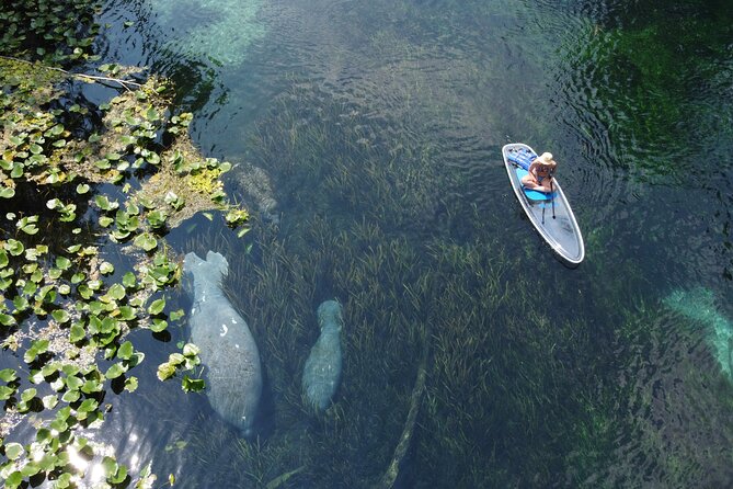Silver Springs: Clear Kayak Wildlife Adventure - Heat, Timing, and What to Bring