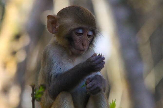 Silver Springs: Clear Kayaking Wildlife Tour - Key points at a glance