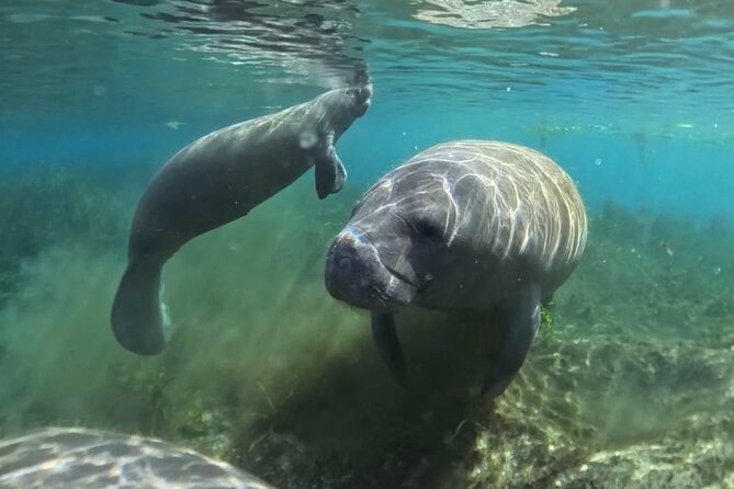 Silver Springs: Clear Kayaking Wildlife Tour - Why the group size matters